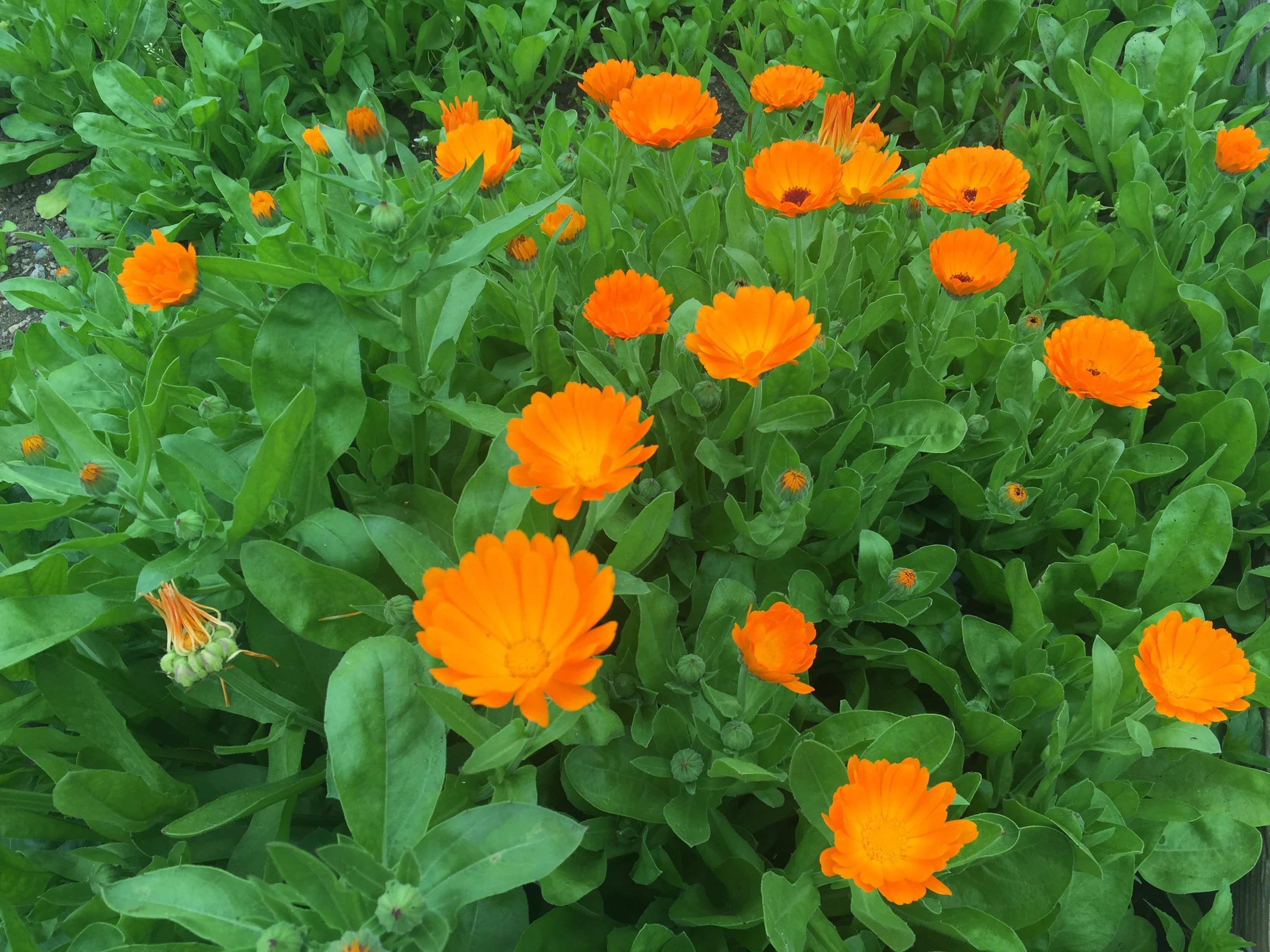 Calendula - Inside Skincare