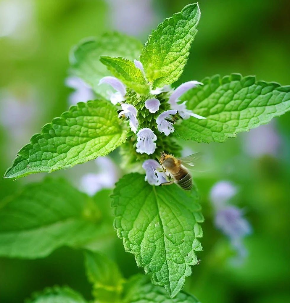 Melissa Officinalis - Lemon Balm  Inside Skincare