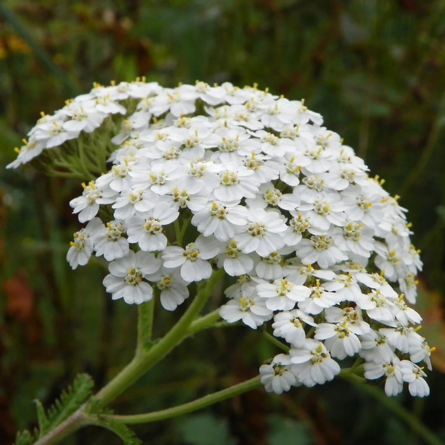Yarrow - Inside Skincare