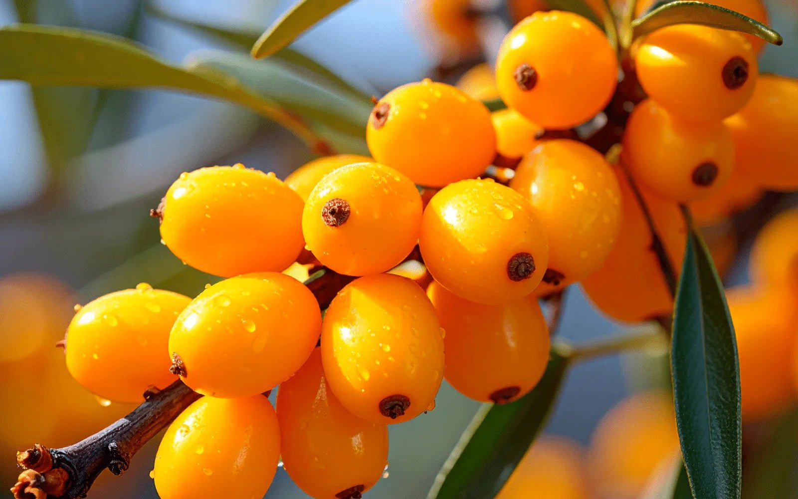 Sea Buckthorn - Inside Skincare