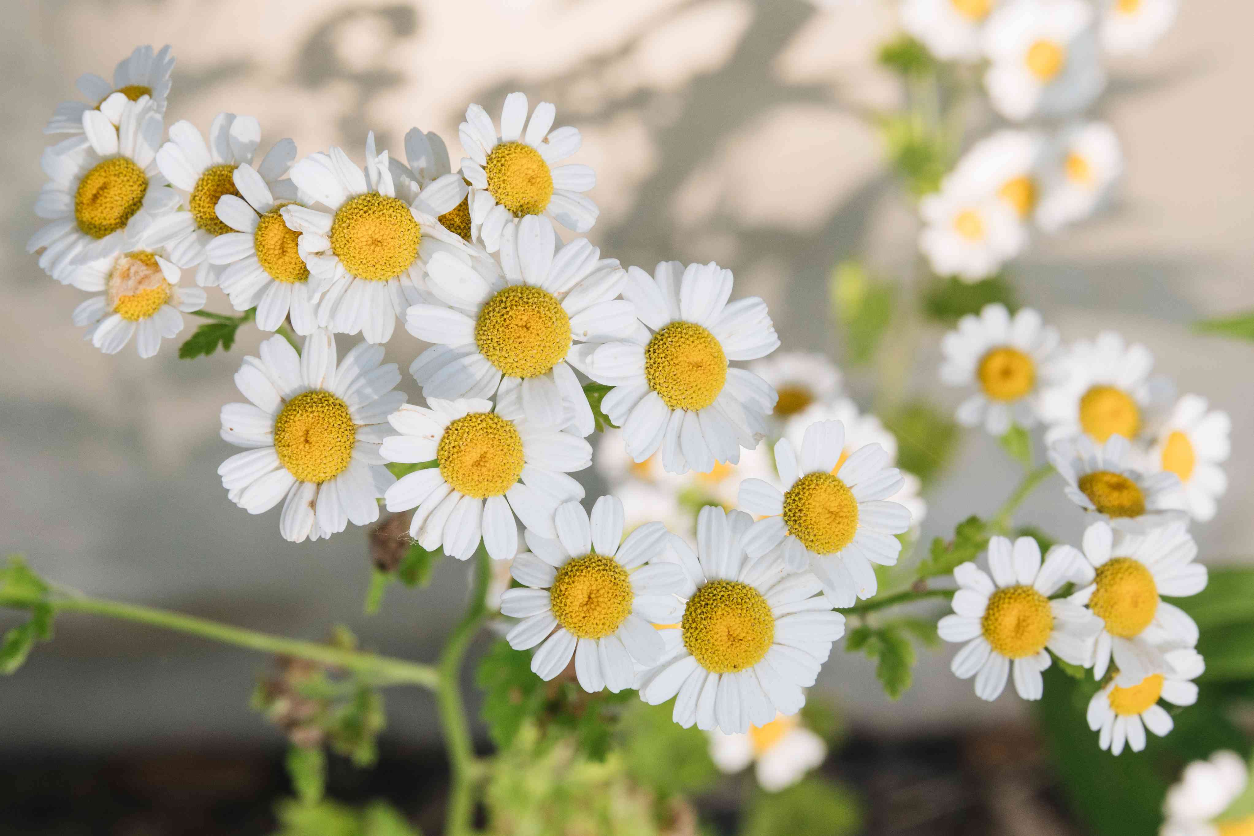 CHAMOMILE - Inside Skincare